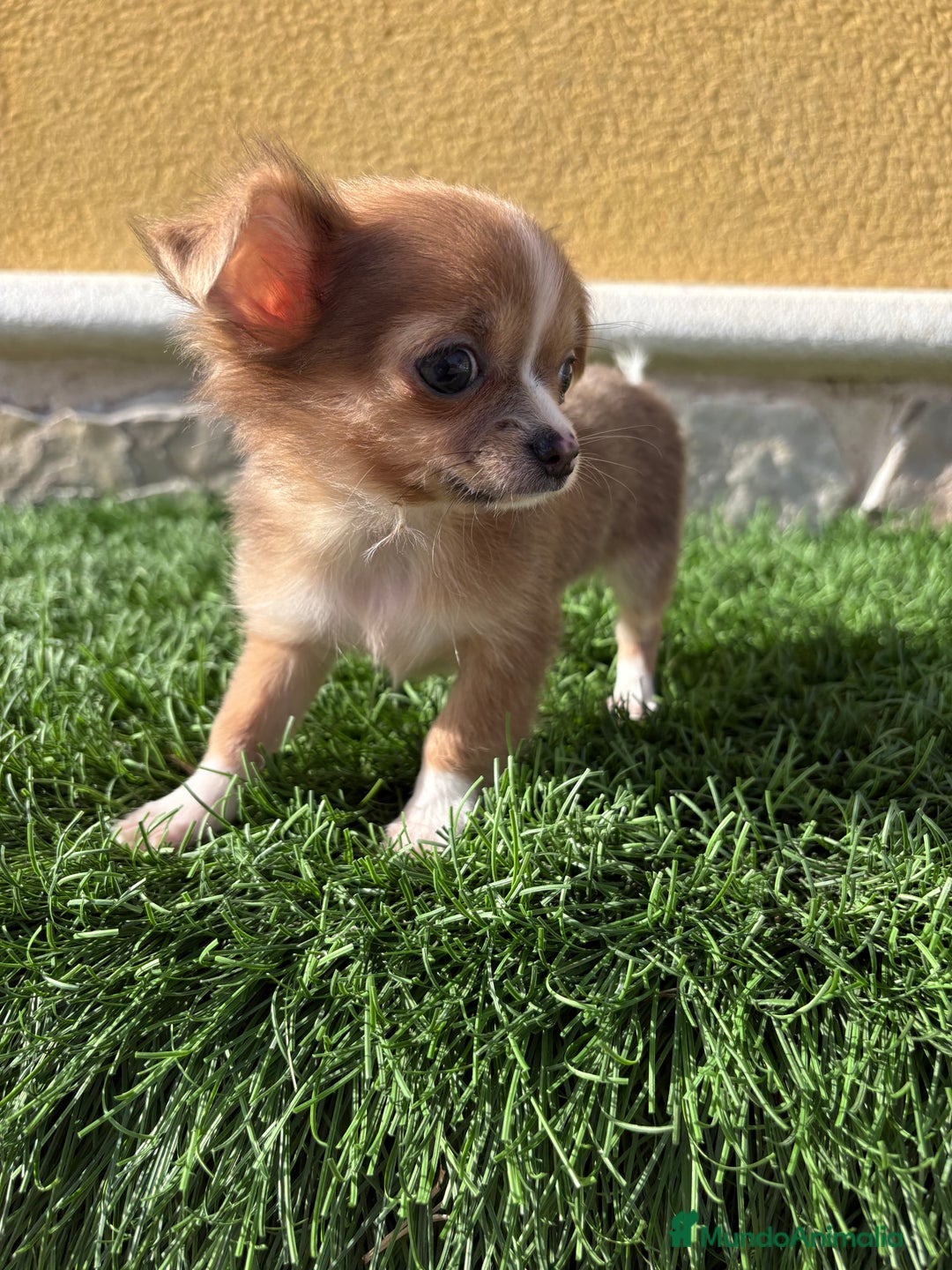 Chihuahua perros en venta: Chihuahua mini Toy pelo largo chocolate - Anuncio 33