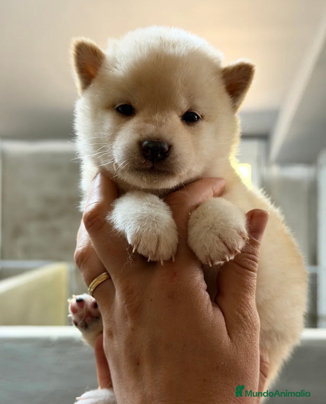 Shiba Inu perros CAMADA SHIBA INU DISPONIBLE - Anuncio 1