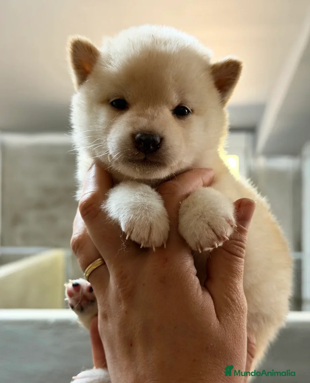Shiba Inu perros en venta: CAMADA SHIBA INU DISPONIBLE - Anuncio 1