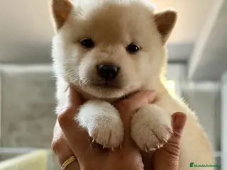 Shiba Inu perros CAMADA SHIBA INU DISPONIBLE - Anuncio 1