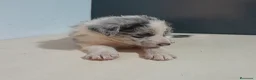 Border Collie perros en venta: BORDER COLLIE - Anuncio 22