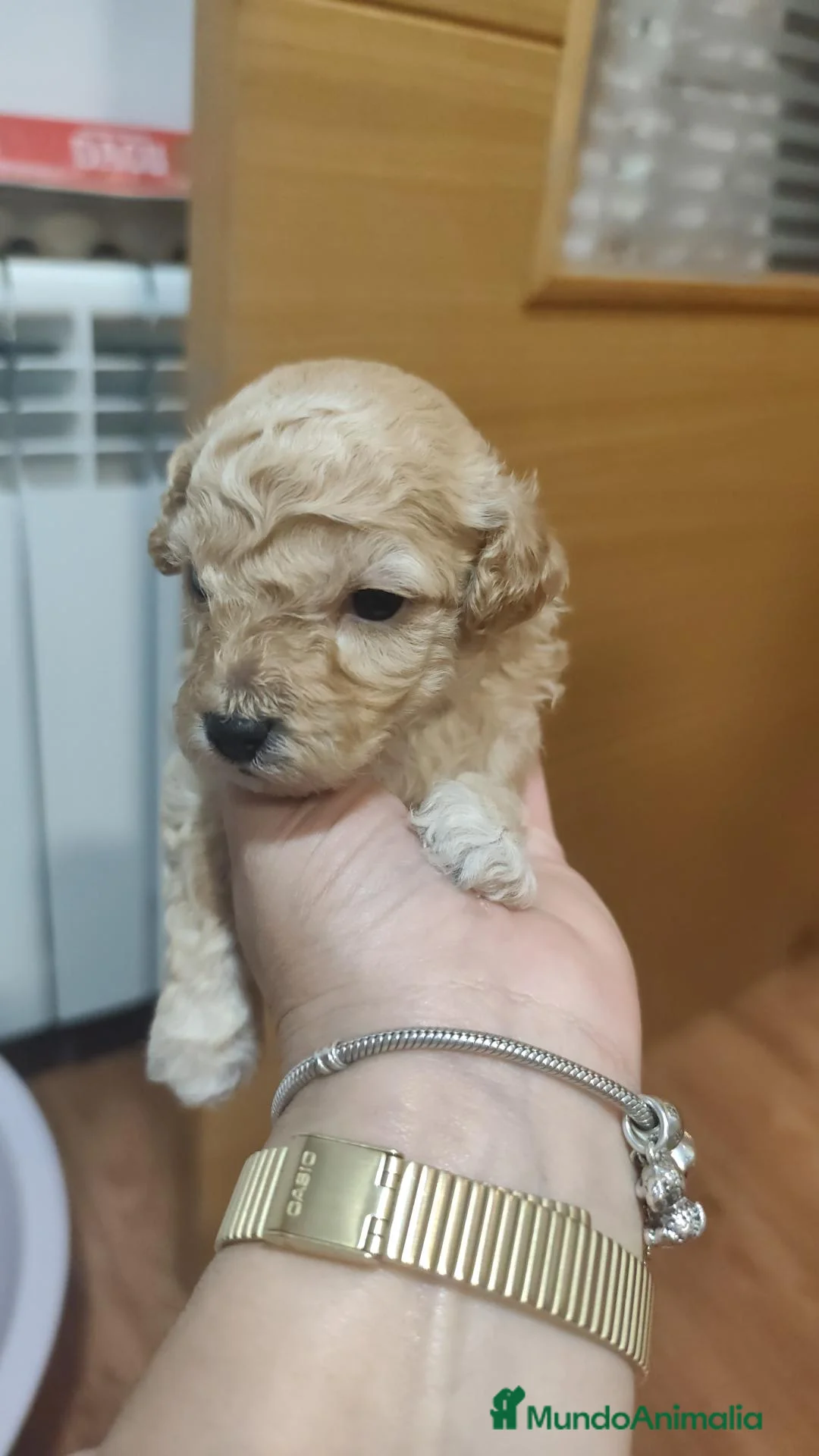 Caniche Toy perros en venta: Cachorros caniche toy 🧡 en Barcelona - Anuncio 2