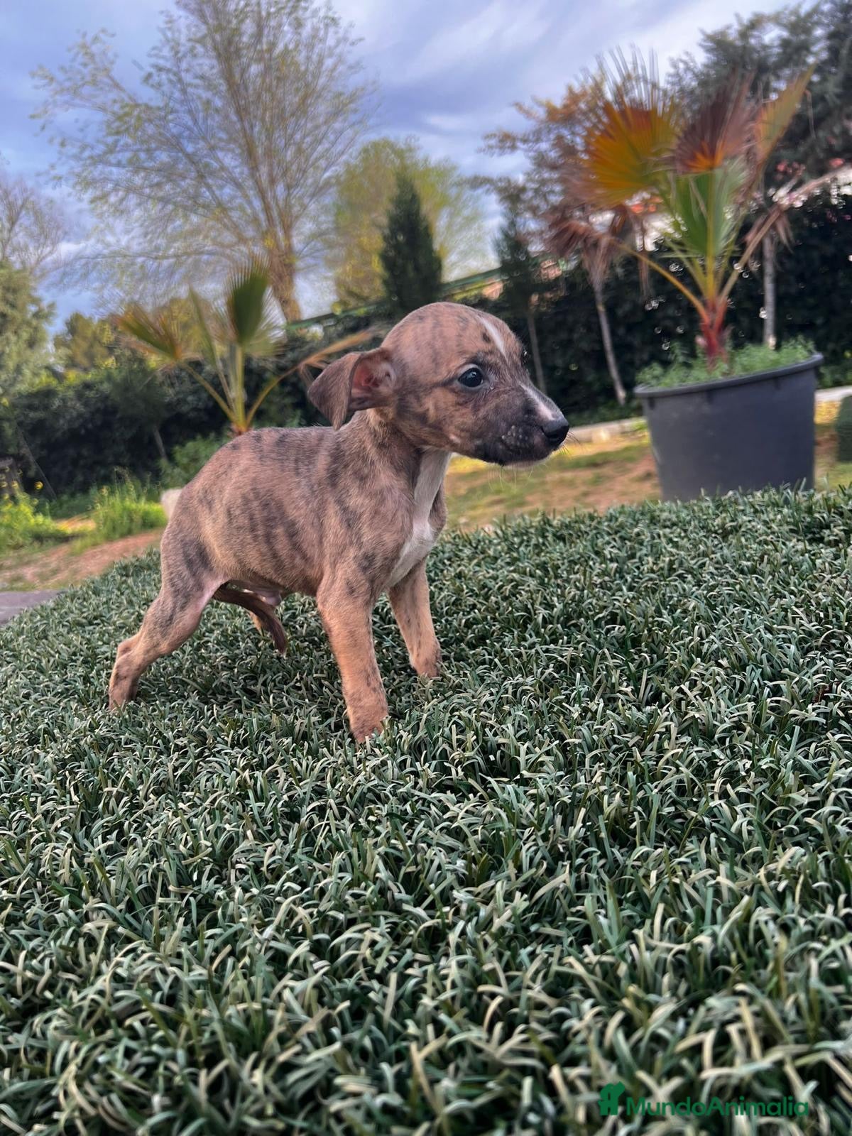 Whippet perros WHIPPET PUPIES  en Badajoz - Anuncio 9