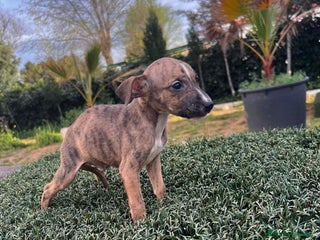 Whippet perros en Badajoz - Anuncio 9