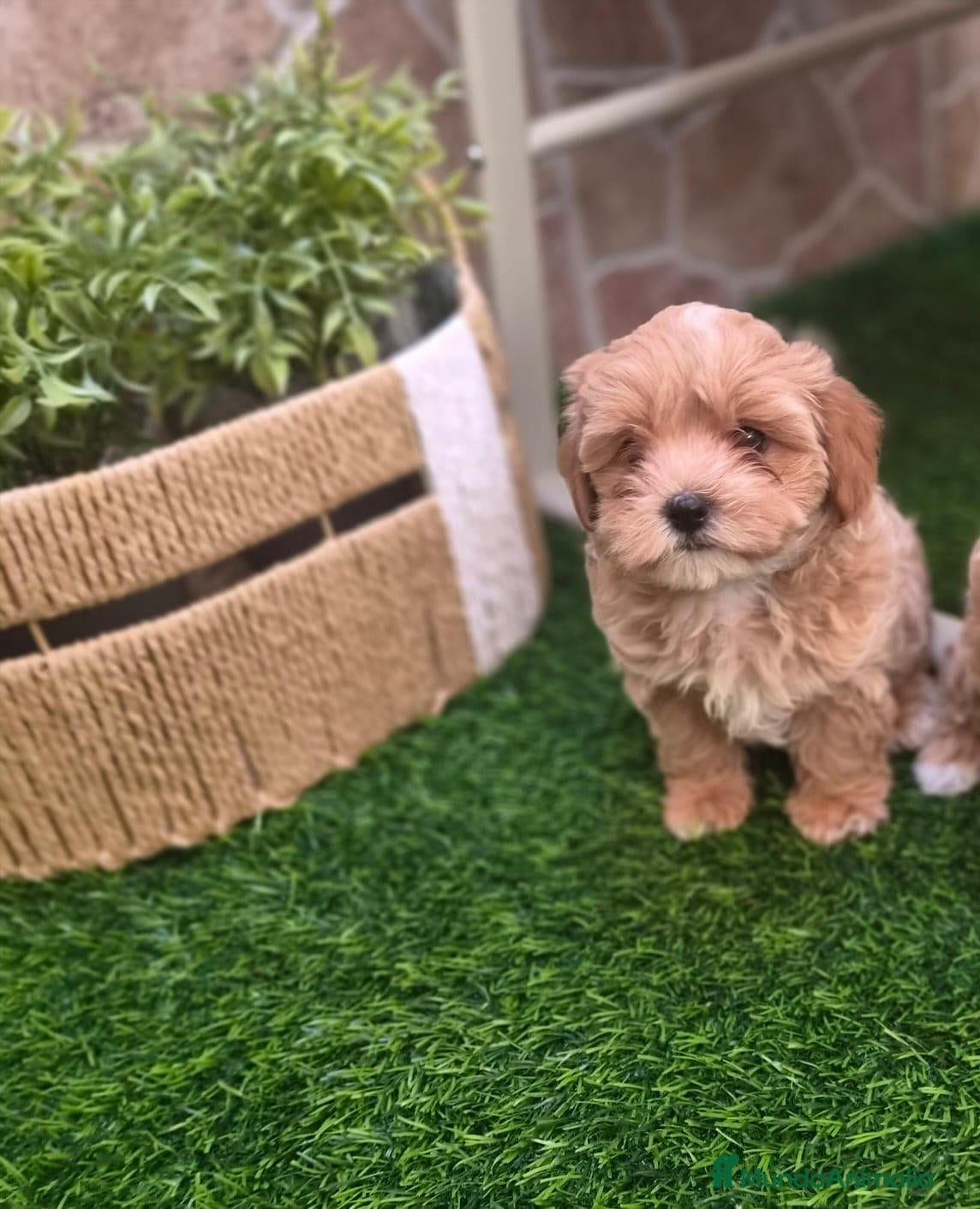 Maltipoo perros Maltipoo macho - Anuncio 1