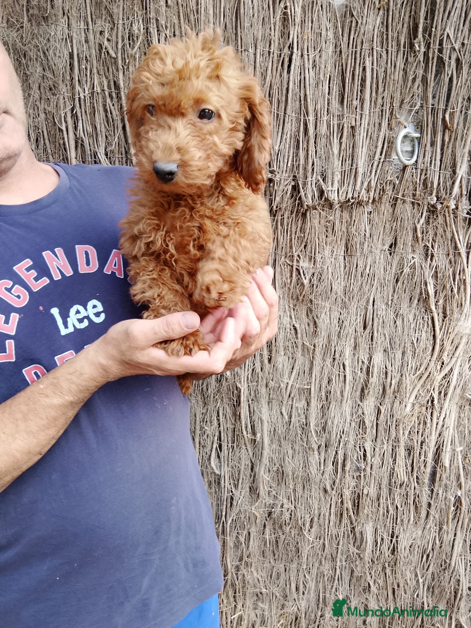 Caniche Mediano perros Caniche mediano 616121781 - Anuncio 1