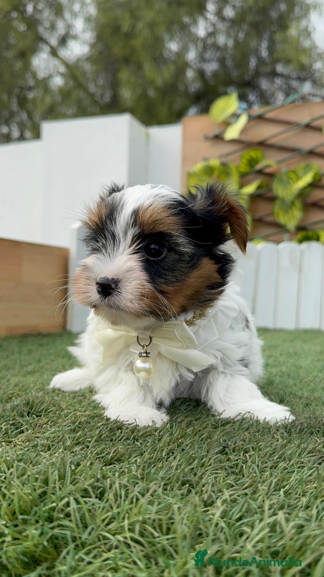 Yorkshire Terrier perros en venta: YORKSHIRE BIEWER - Anuncio 16