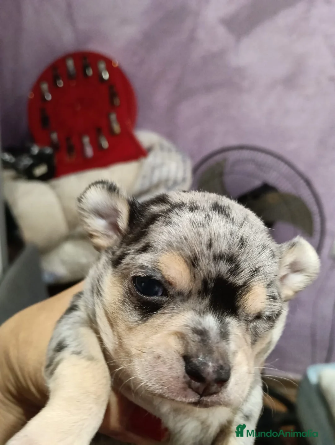 Chihuahua perros en venta: Macho chihuahua toys  - Anuncio 4