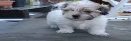 Shih Tzu perros en venta: MalShi. Shihtzu x Maltes - Anuncio 13
