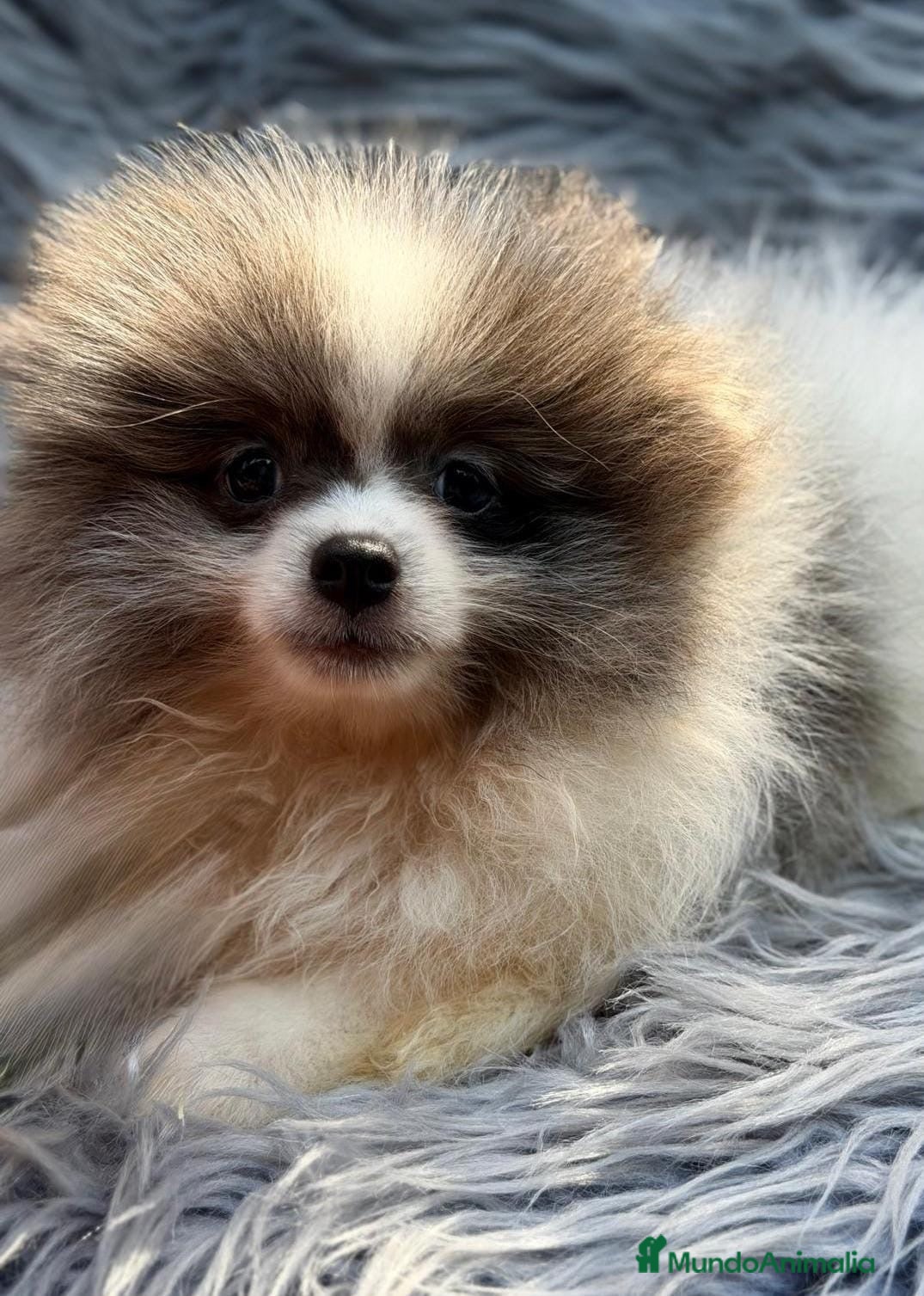 Pomerania perros Macho pomerania💙🐾 - Anuncio 5
