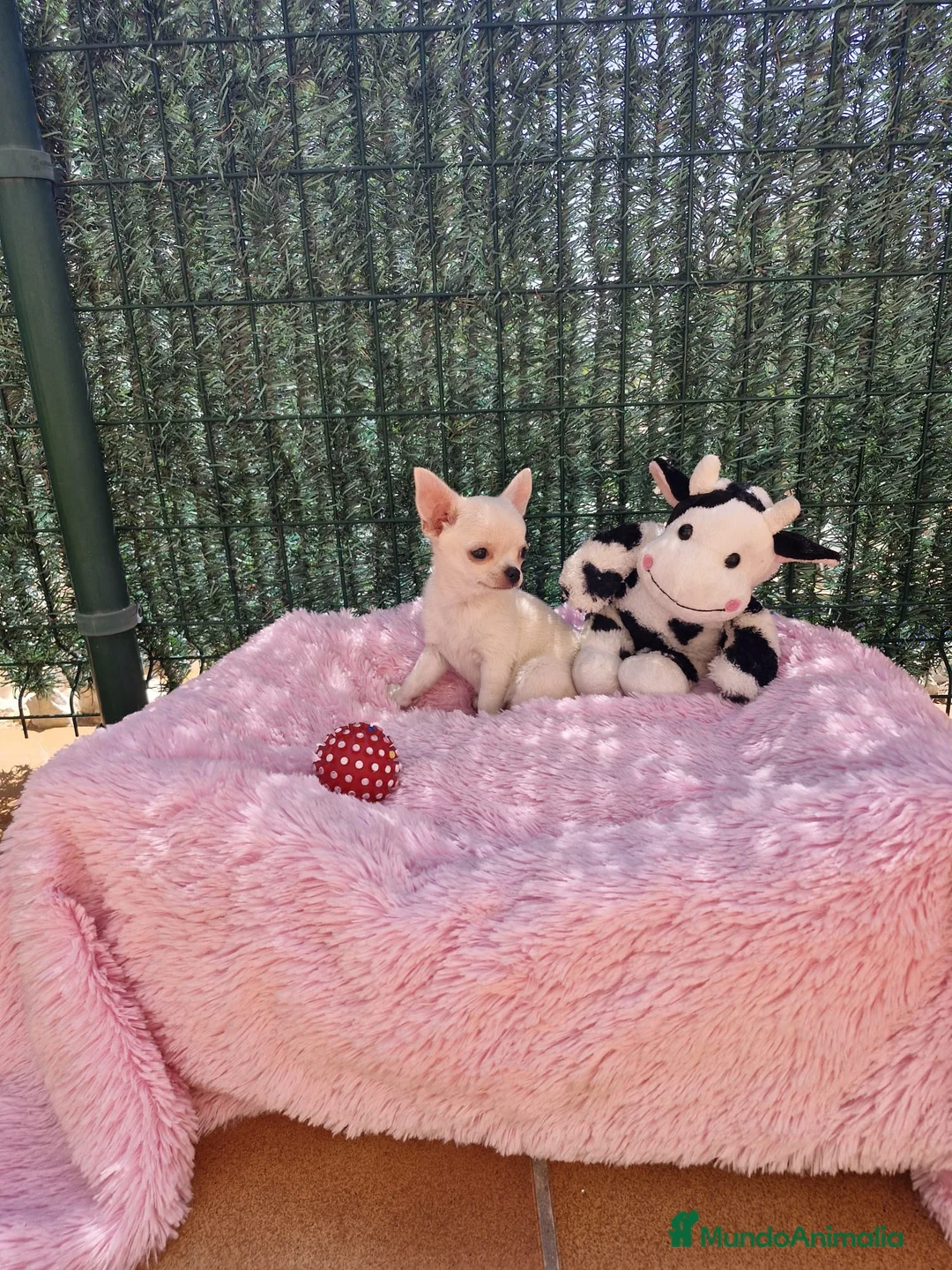 Chihuahua perros en venta: Chihuahuas espectaculares en Barcelona - Anuncio 7