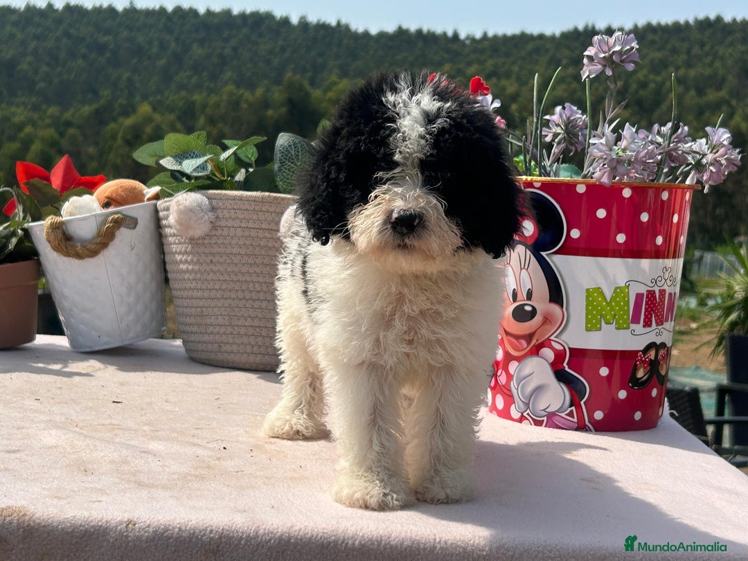 Perro de Agua Español perros en venta: Camada de perro de aguas - Imagen 1