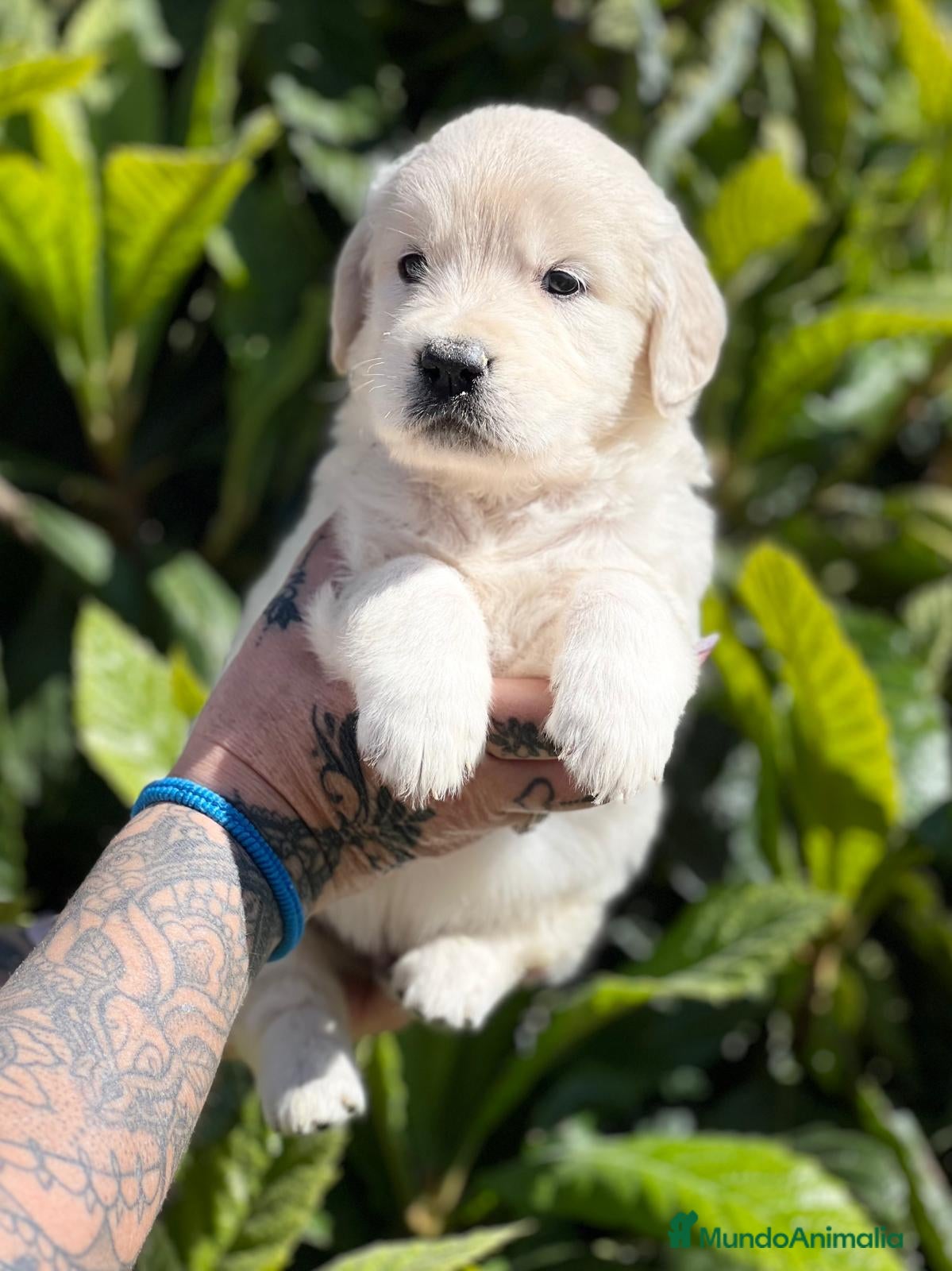 Golden Retriever perros Golden en Barcelona - Anuncio 2