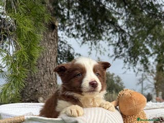 Border Collie perros BORDER COLLIE CHOCOLATE EXCELENTE MORFOLOGIA en Asturias - Anuncio 5