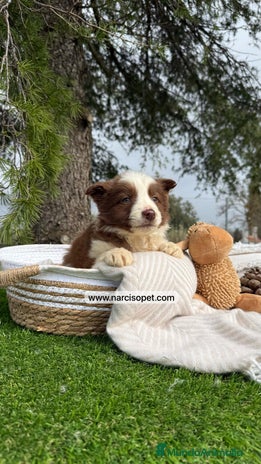 Border Collie perros en Asturias - Anuncio 8