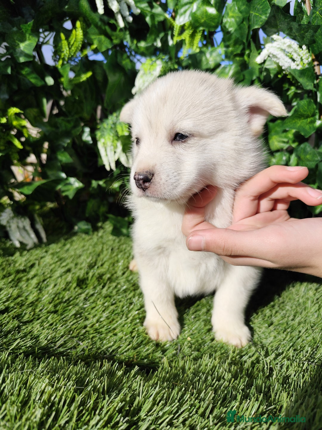 Pomsky perros en venta: Pomsky  - Anuncio 3