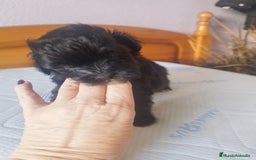 Maltipoo perros en venta: MALTIPOO MACHO CALIDAD Y SELECCIÓN  - Imagen 8