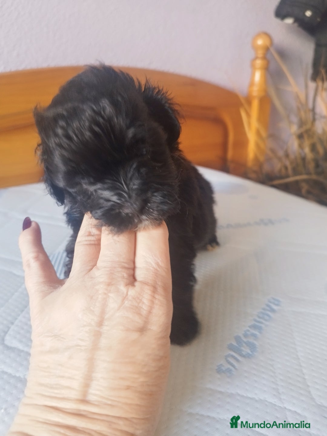 Maltipoo perros en venta: MALTIPOO MACHO CALIDAD Y SELECCIÓN  - Imagen 8