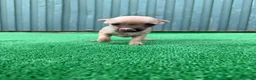 Chihuahua perros en venta: chihuahua  - Anuncio 3