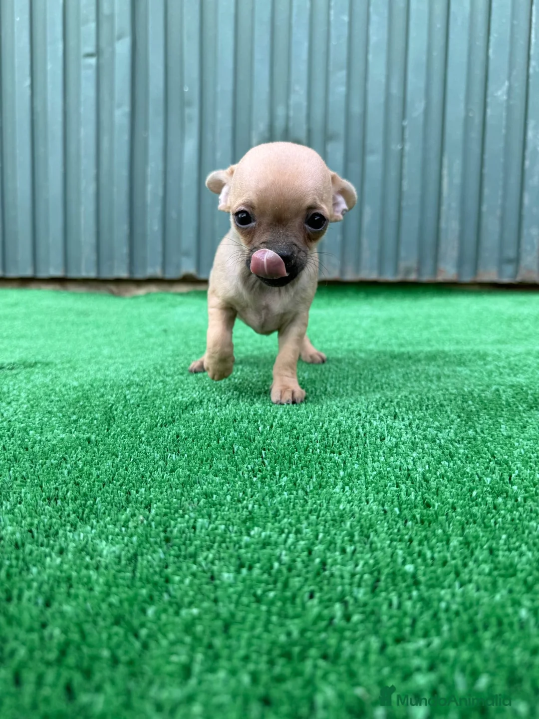 Chihuahua perros en venta: chihuahua  - Anuncio 3