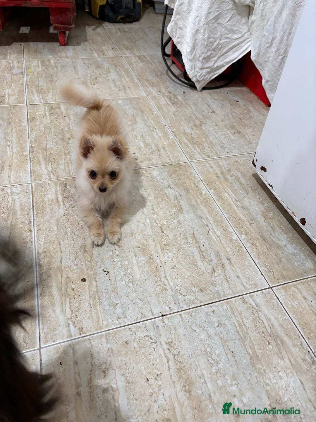 Pomerania perros en venta: Pomerania micro Toy 7 meses 790gramos  - Anuncio 9
