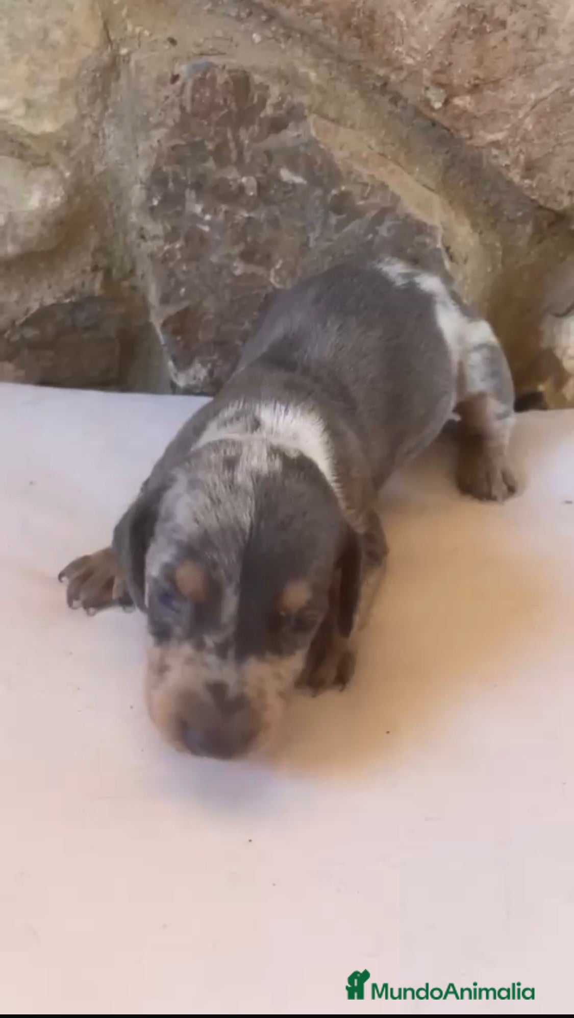 Teckel perros Teckel  - Anuncio 1