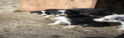 Border Collie perros en venta: Cachorros border collie 2 meses  - Anuncio 5
