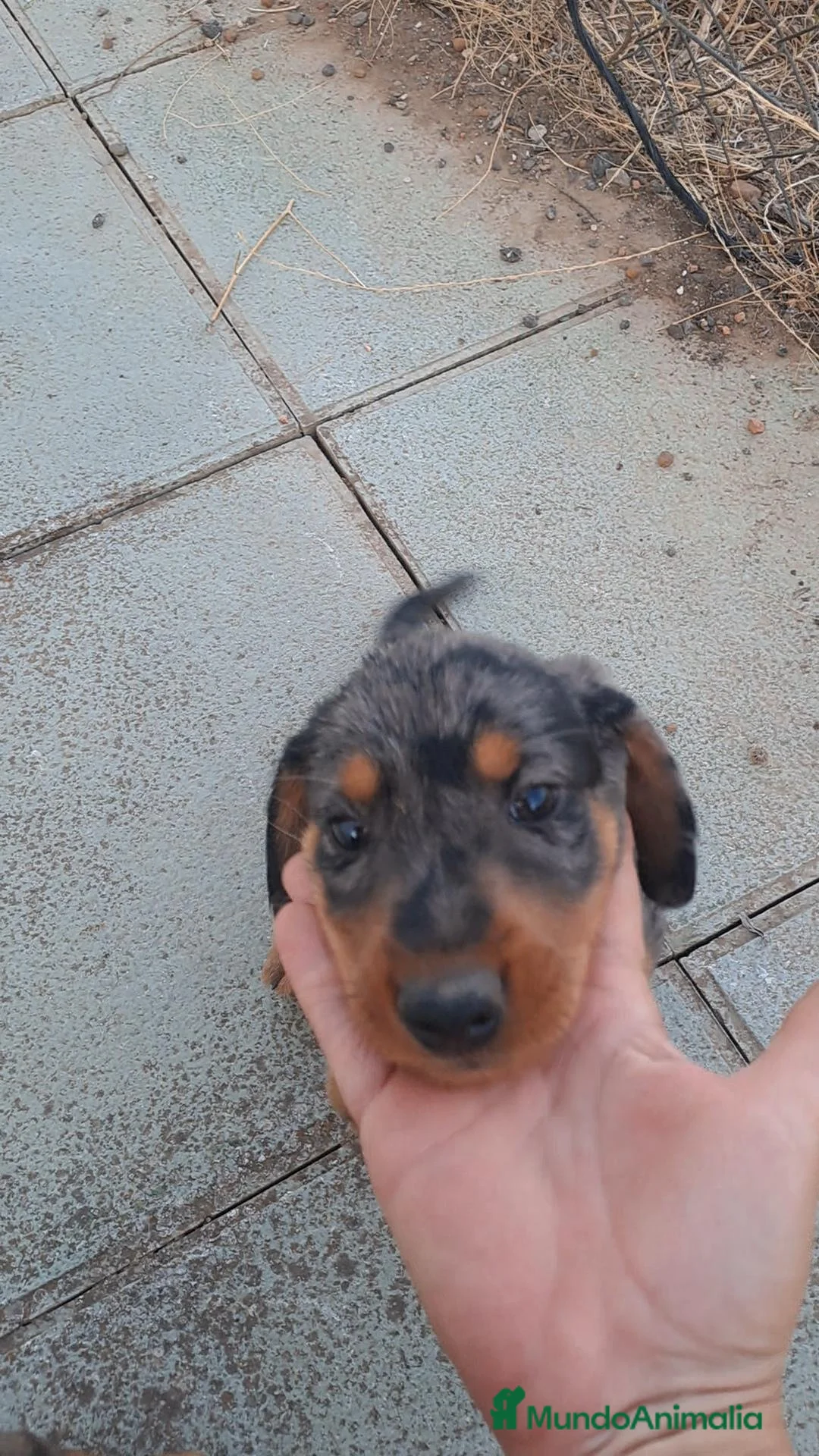 Teckel perros en venta: Teckel - Anuncio 2