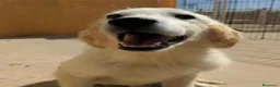 Golden Retriever perros en venta: Preciosa hembra de golden retriever - Anuncio 2