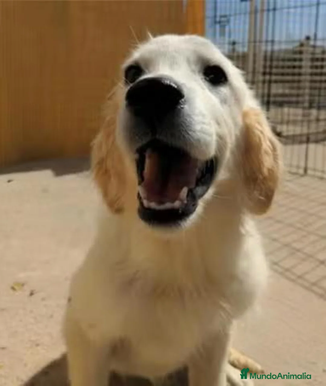 Golden Retriever perros en venta: Preciosa hembra de golden retriever - Anuncio 2