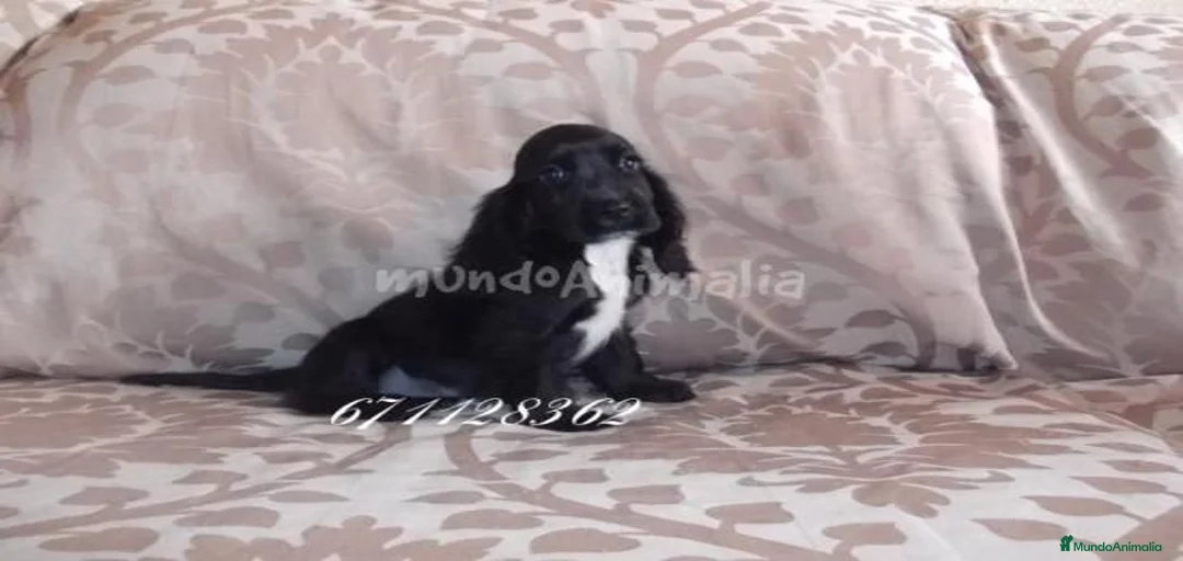 Imagen de galería {{count}}