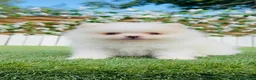 Pomerania perros en venta: POMERANIA - Anuncio 9