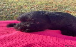 Schnauzer Miniatura perros en venta: Cachorros de schnauzer mini - Imagen 2