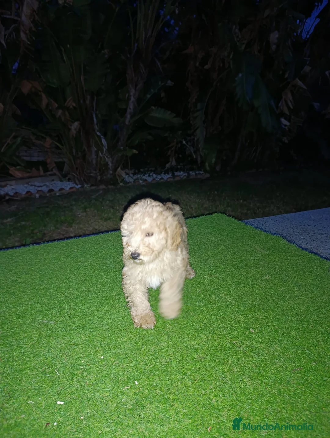 Raza Mixta perros en venta: CANICHE - Anuncio 5