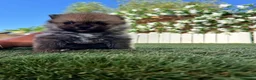 Pomerania perros en venta: POMERANIA - Anuncio 1