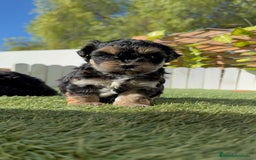 Raza Mixta perros en venta: YORKIPOO - Imagen 9