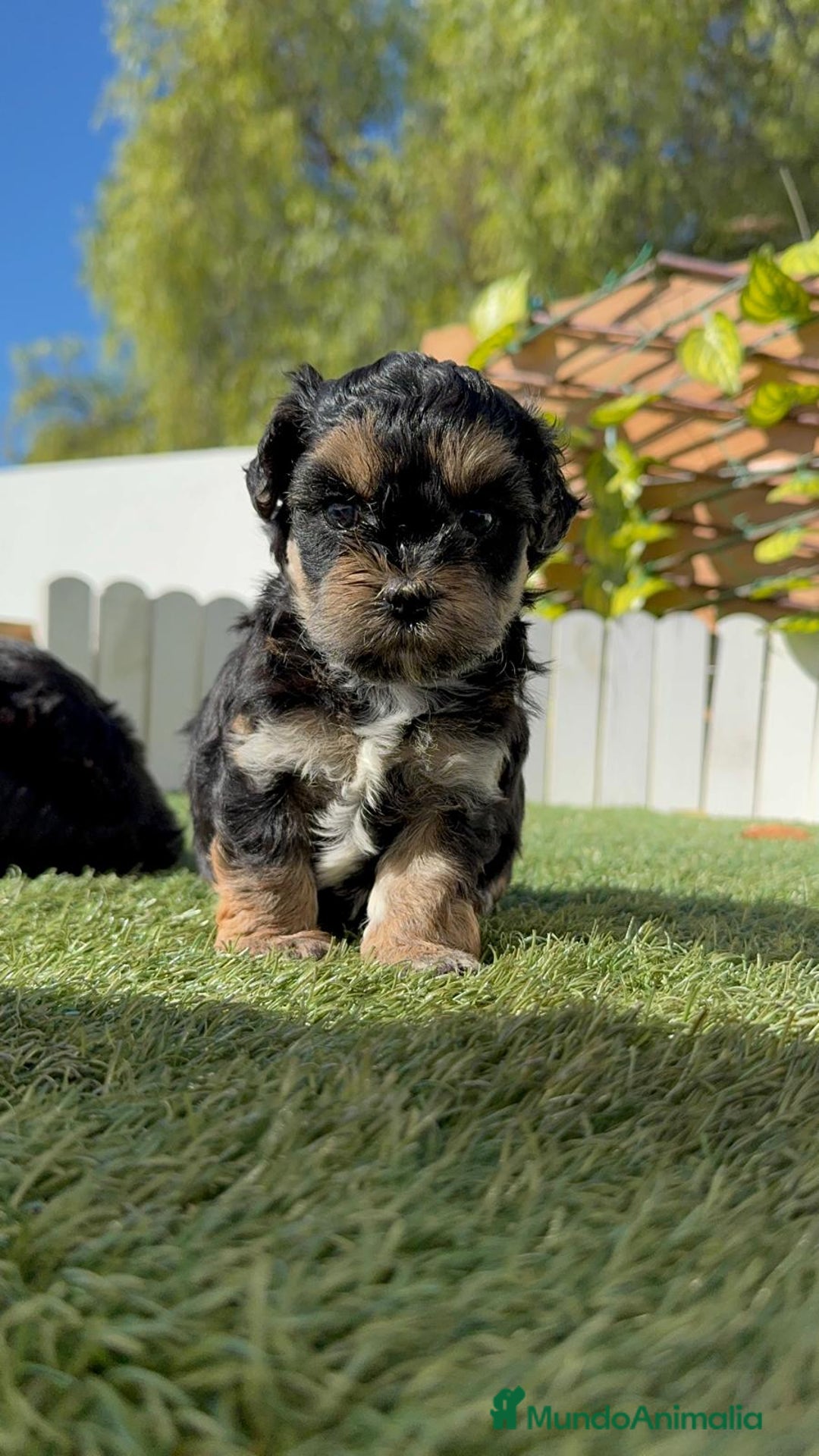 Raza Mixta perros en venta: YORKIPOO - Imagen 9