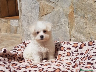Bichón Maltés perros en Barcelona - Anuncio 25
