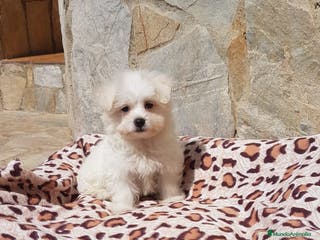 Bichón Maltés perros Bichón Maltés en Barcelona - Anuncio 35