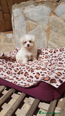 Bichón Maltés perros en Barcelona - Anuncio 19