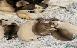 Husky Siberiano perros en venta: Cachorro husky - Imagen 10