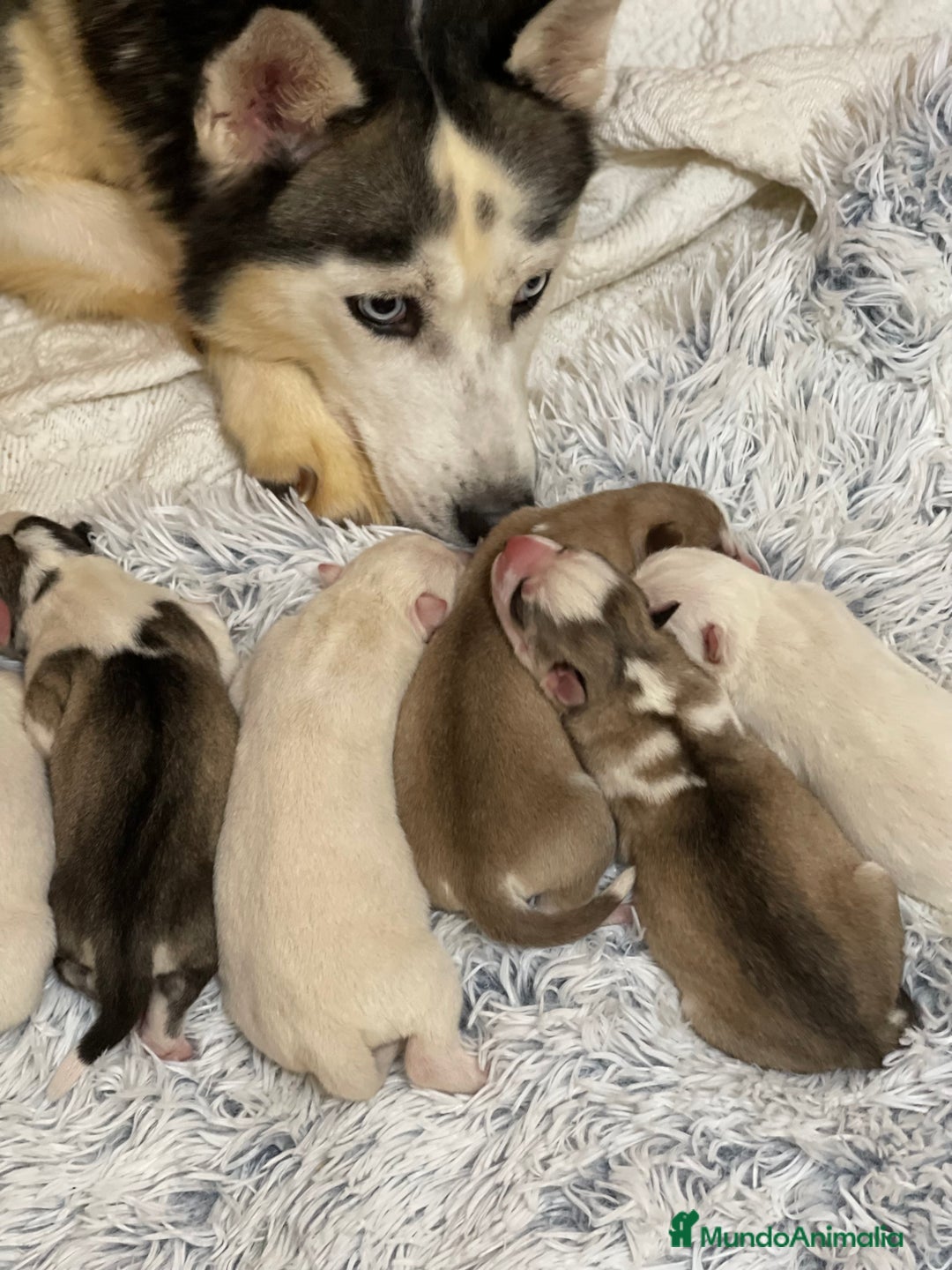 Husky Siberiano perros en venta: Cachorro husky - Imagen 10