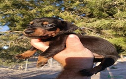 Teckel perros en venta: Teckels miniatura  - Imagen 1