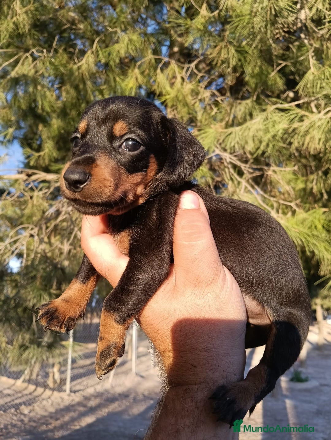 Teckel perros en venta: Teckels miniatura  - Imagen 1