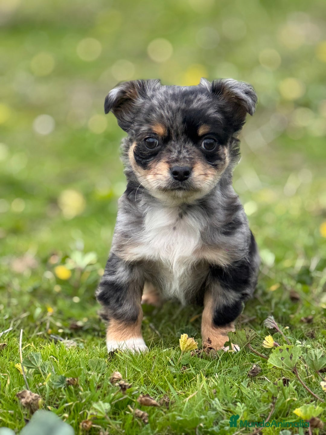 Chihuahua perros en venta: Chihuahua Toy y Mini Toy  - Anuncio 9