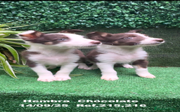 Border Collie perros en venta: Border Collie Chocolate - Imagen 3