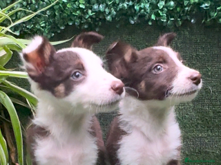 Border Collie perros - Anuncio 15