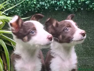 Border Collie perros Border Collie Chocolate - Anuncio 24