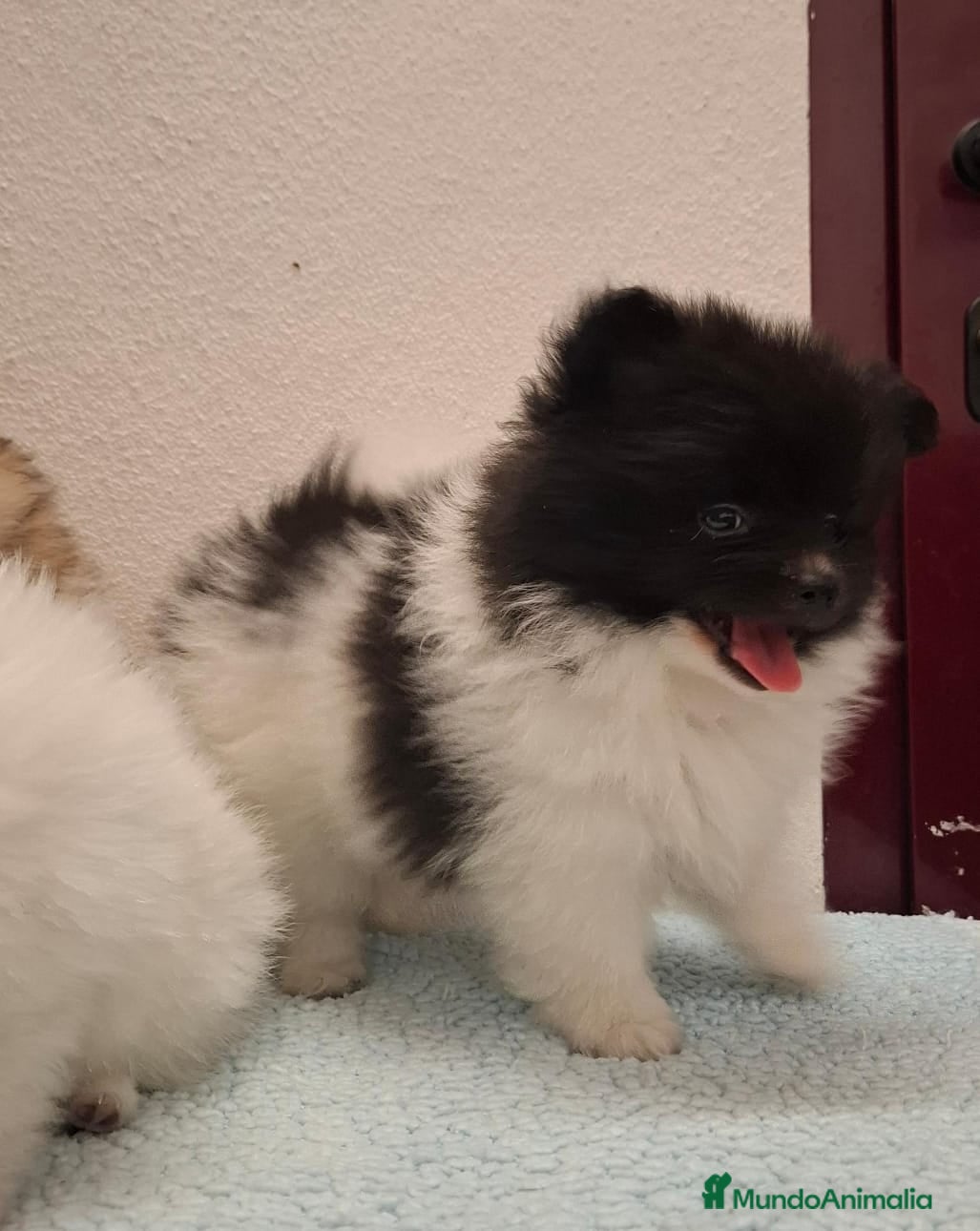 Pomerania perros Pomerania  - Anuncio 1