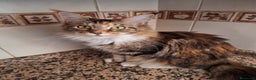 Maine Coon gatos en venta: A. MAINE COON  en León - Anuncio 3